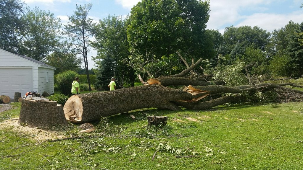image-573042-big_tree_2.w640.jpg